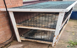 Havana rabbits for sale: Small Bunny with hutch. - Image 2