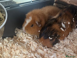 Guinea Pig rodents 3 Guinea pigs and cage - Advert 1