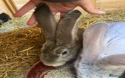 Continental Giant rabbits for sale: Continental Giants - Image 3