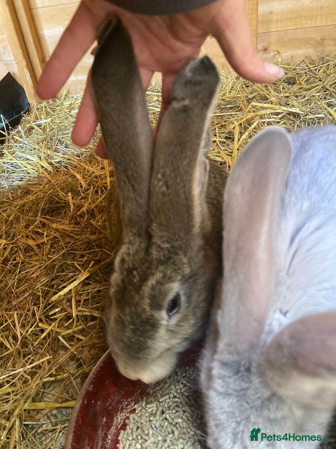 Continental Giant rabbits for sale: Continental Giants - Image 3