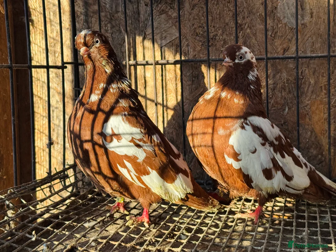 Pigeons birds for sale: RARE ENGLISH SHORTFACE TUMBLERS - Advert 15