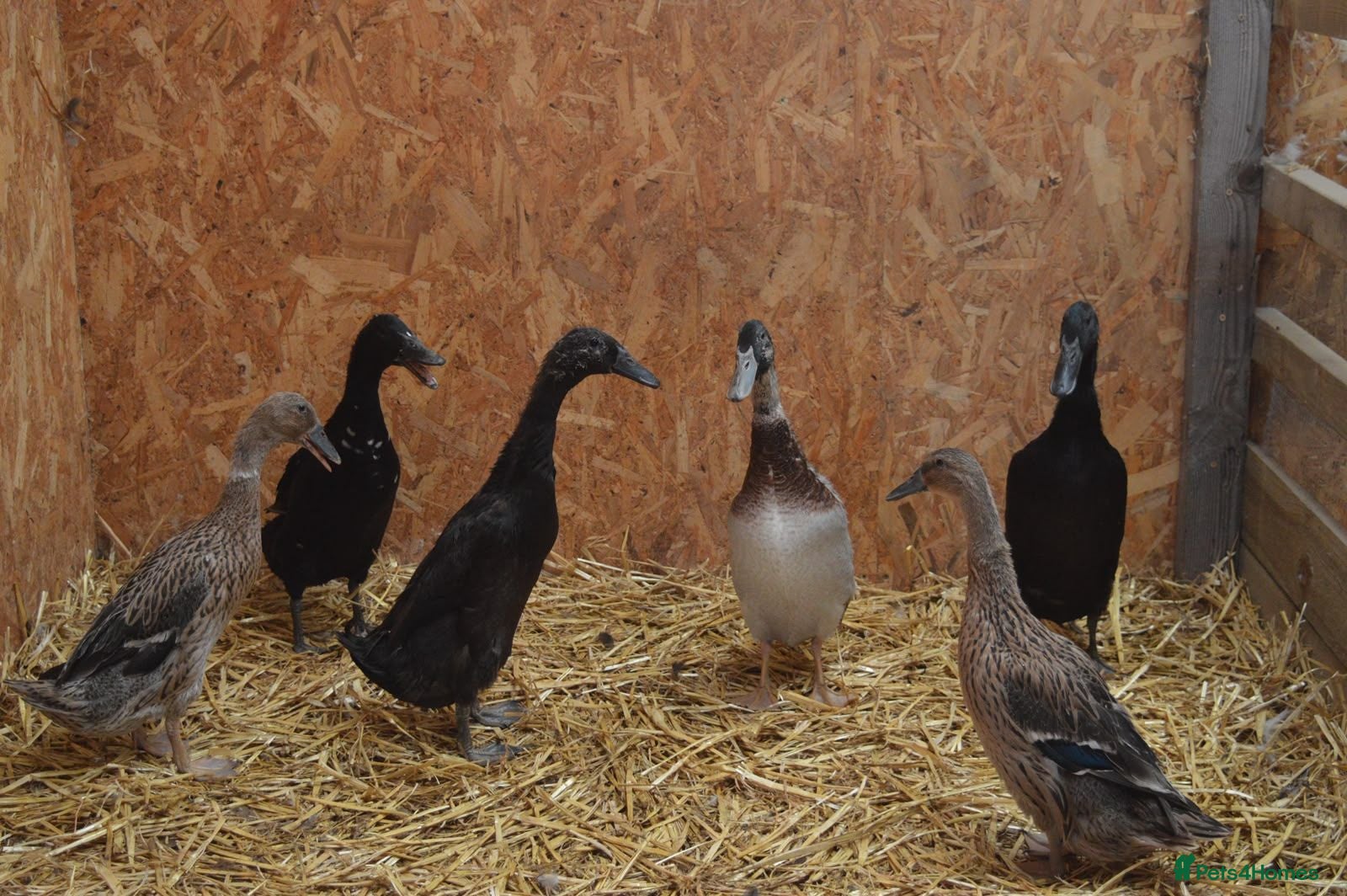 Ducks poultry 6 runner ducks to go together, 2 ducks 4 drakes - Advert 2