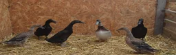 Ducks poultry for sale: 6 runner ducks to go together, 2 ducks 4 drakes - Advert 2