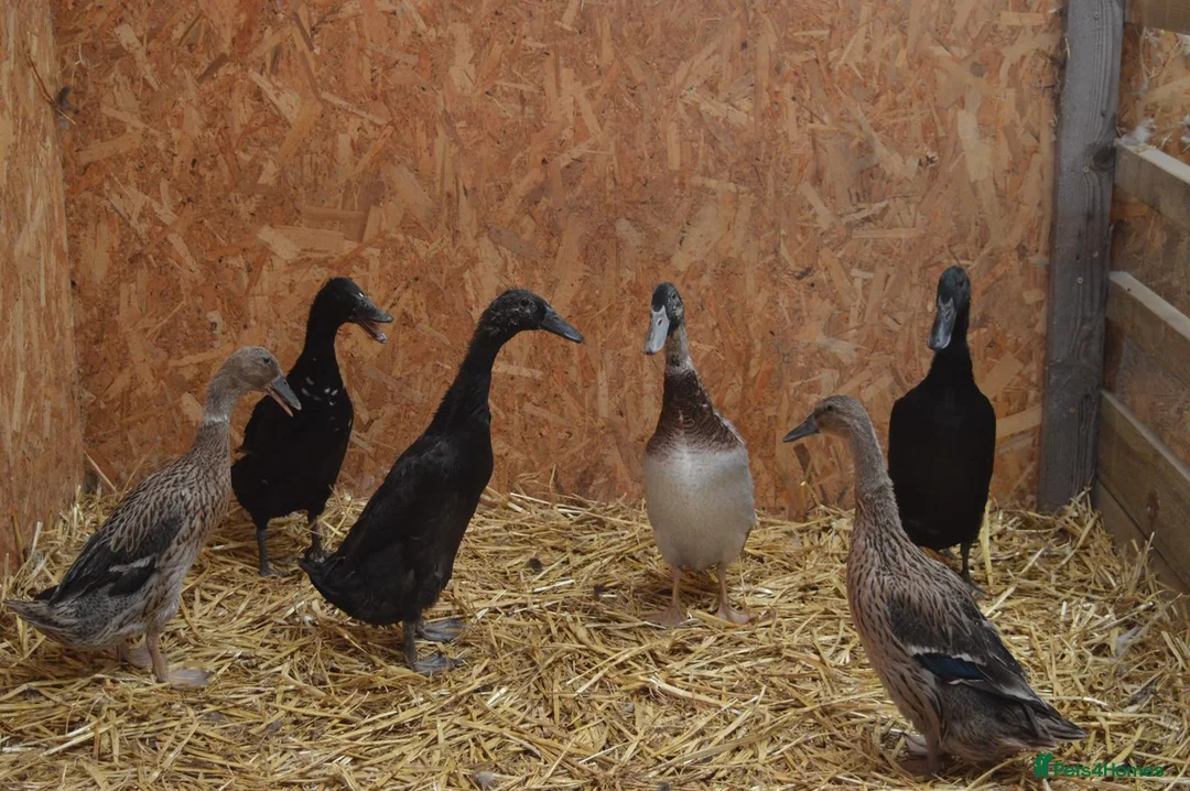 Ducks poultry for sale: 6 runner ducks to go together, 2 ducks 4 drakes - Advert 2