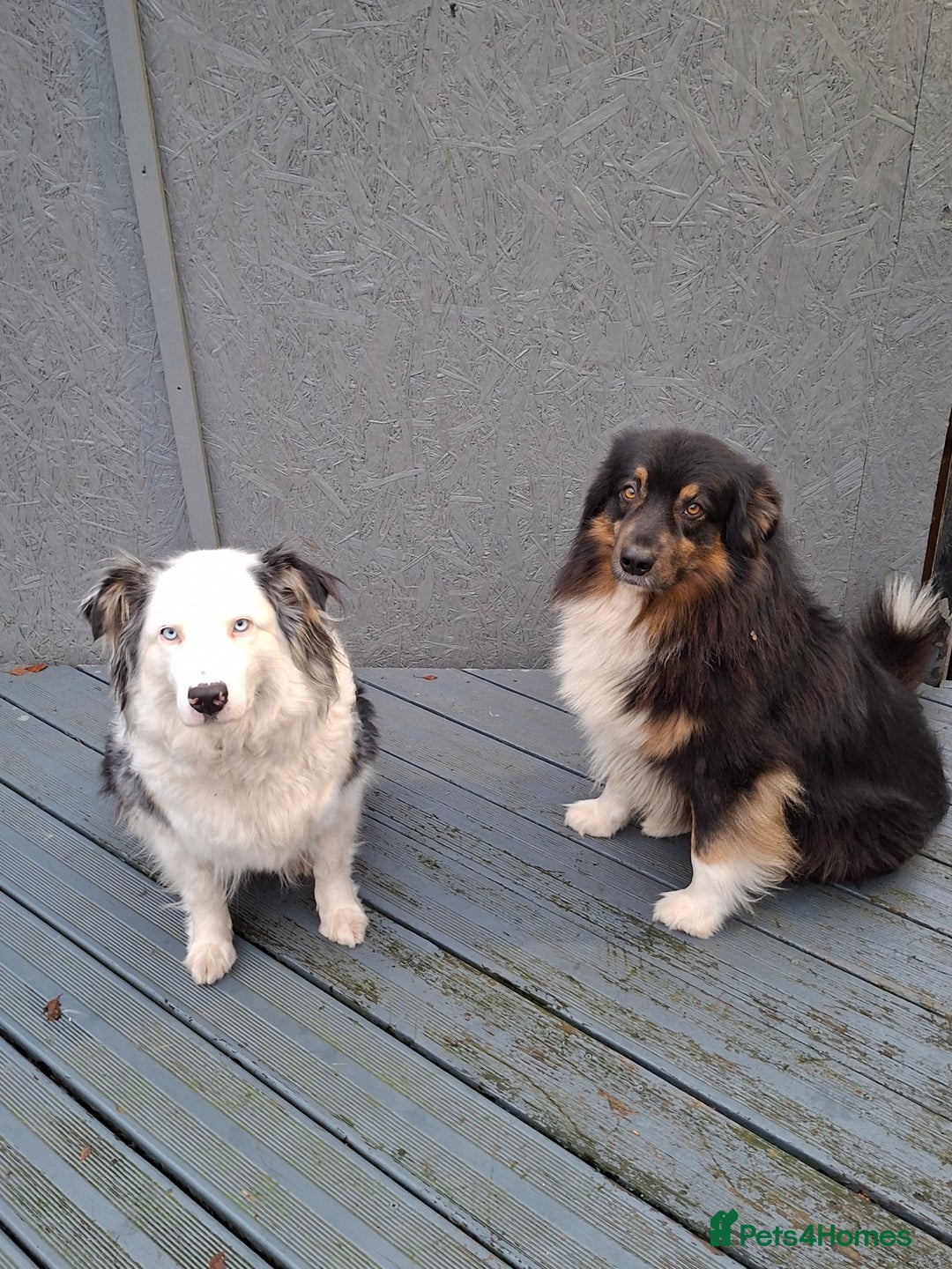 Australian Shepherd dogs for sale: Beautiful Australian Shepherd puppy for sale  - Advert 15