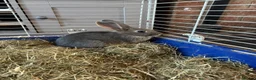 Rex rabbits for sale: Velvet Rex babies  - Advert 3