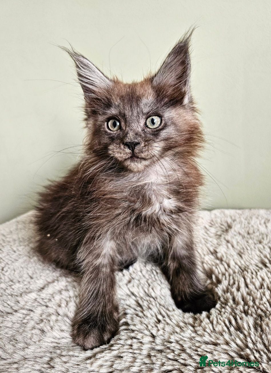Maine Coon cats Beautiful Maine Coon kittens  - Advert 2
