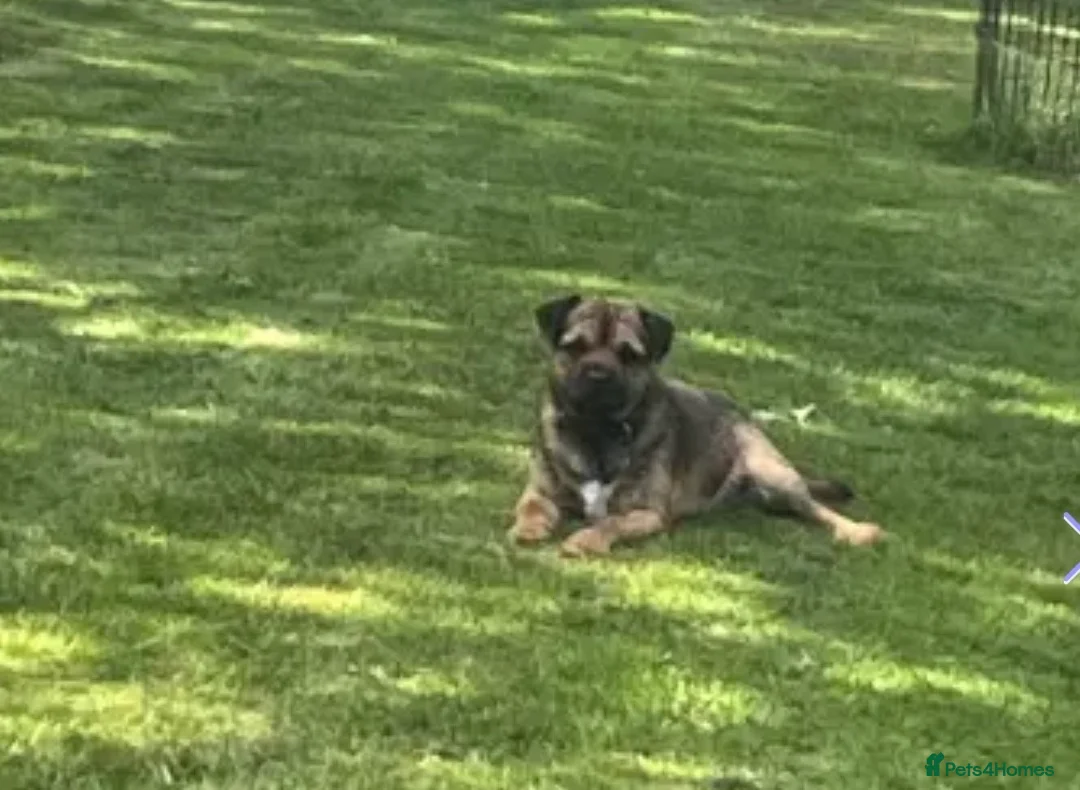 Border Terrier dogs for sale: Border Terrier Puppiee  in Bury Saint Edmunds - Advert 2