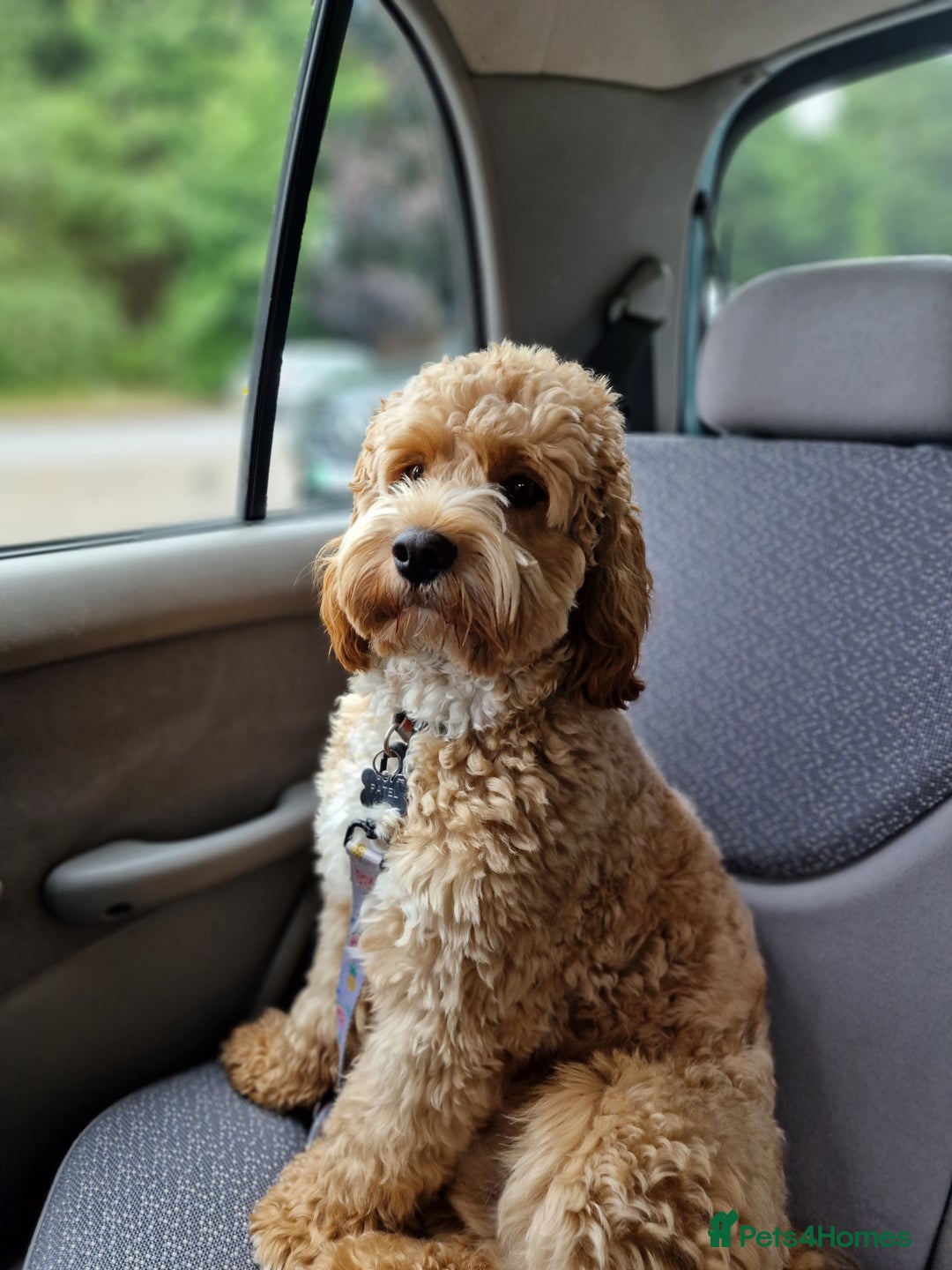 Cavapoochon dogs for stud: Stunning Red Cavapoochon male stud  - Image 7