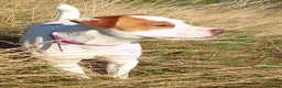Jack Russell dogs for sale: Marzena Pawel .S./Jack Russell  - Advert 1
