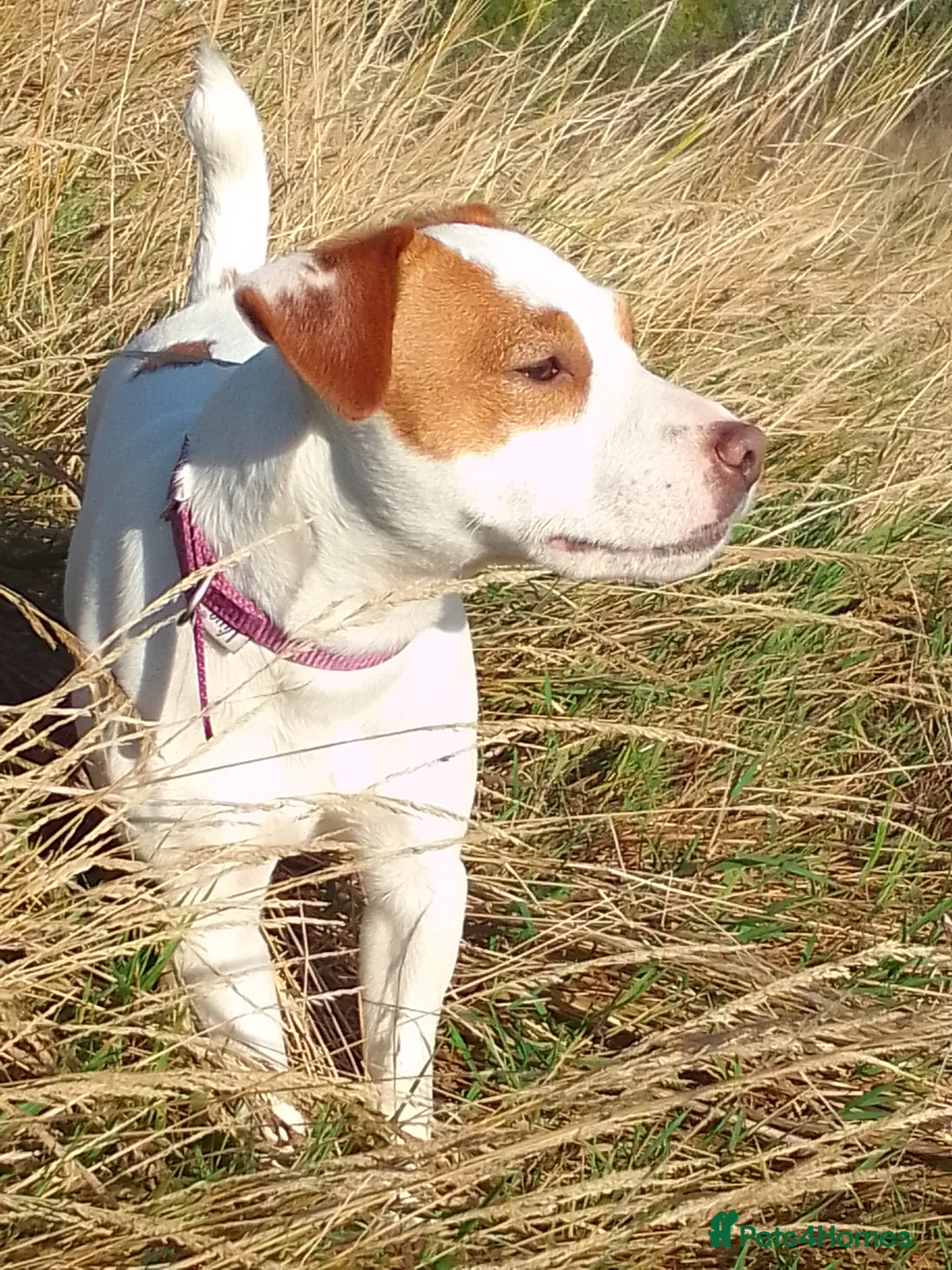 Jack Russell dogs for sale: Marzena Pawel .S./Jack Russell  - Advert 1