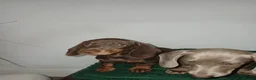 Miniature Dachshund dogs for sale: Miniature Dachshund puppies 🐶  - Advert 18