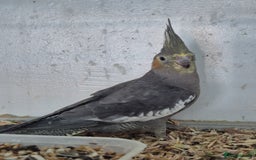 Cockatiels birds for sale: Young Cockatiels  - Image 2