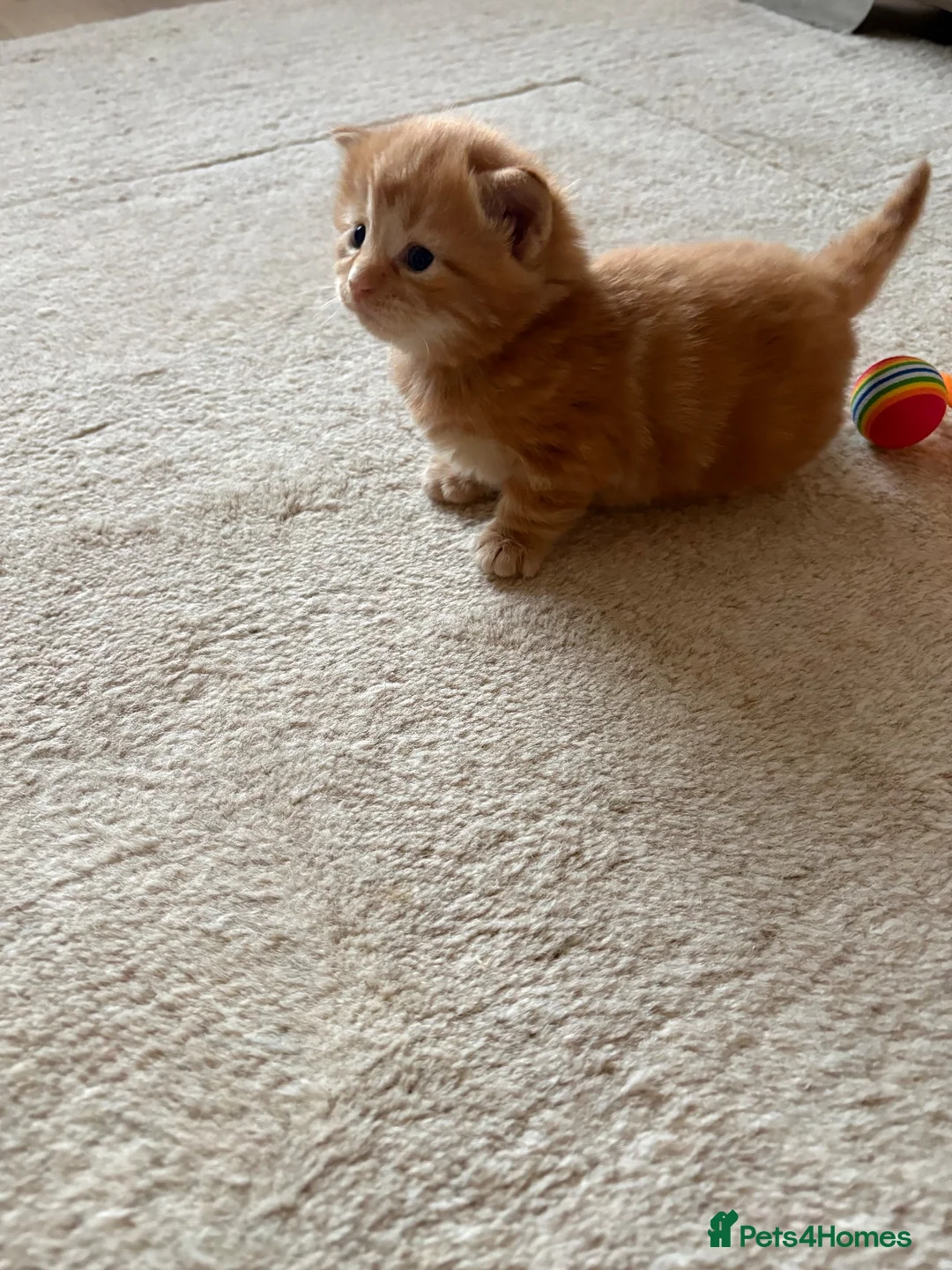 Mixed Breed cats for sale: Mixed Breed Kittens  - Advert 7
