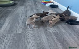 Burmese cats for sale: Burmese kittens  - Image 4