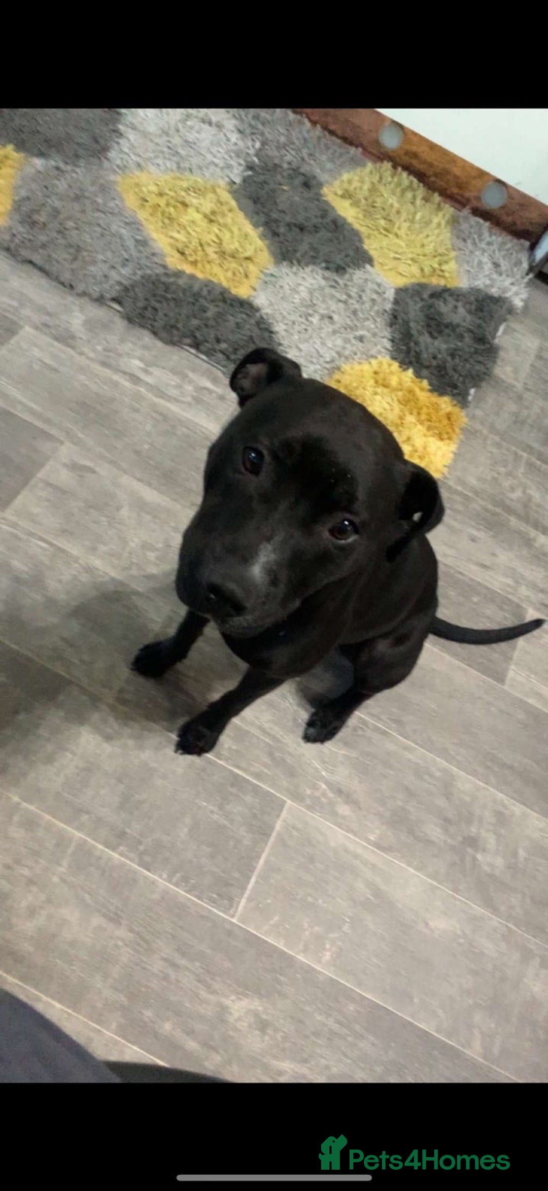 Staffordshire Bull Terrier dogs for sale: Maisie  - Advert 3