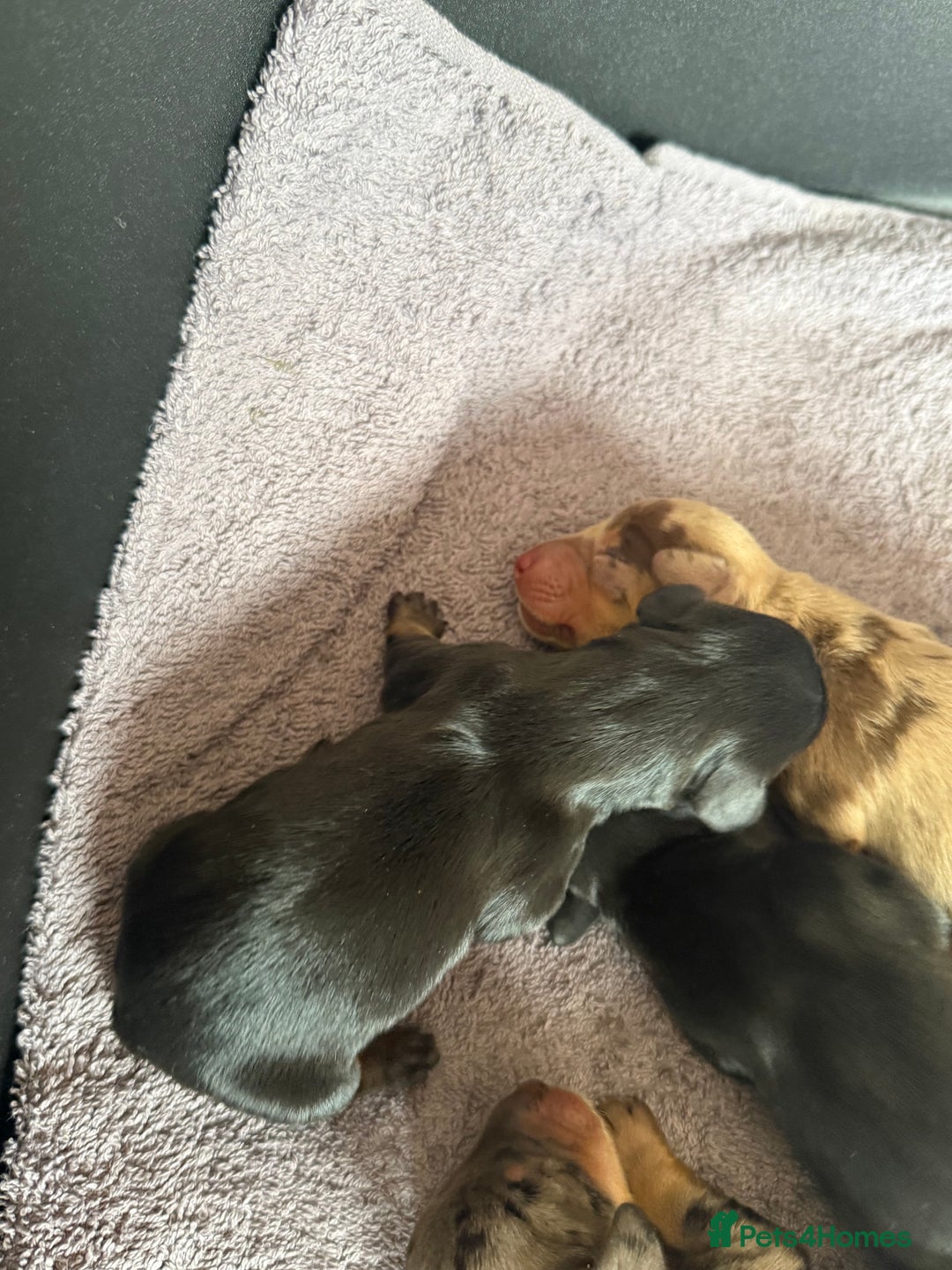 Dachshund dogs for sale: Litter of standard Dachshund  - Image 12