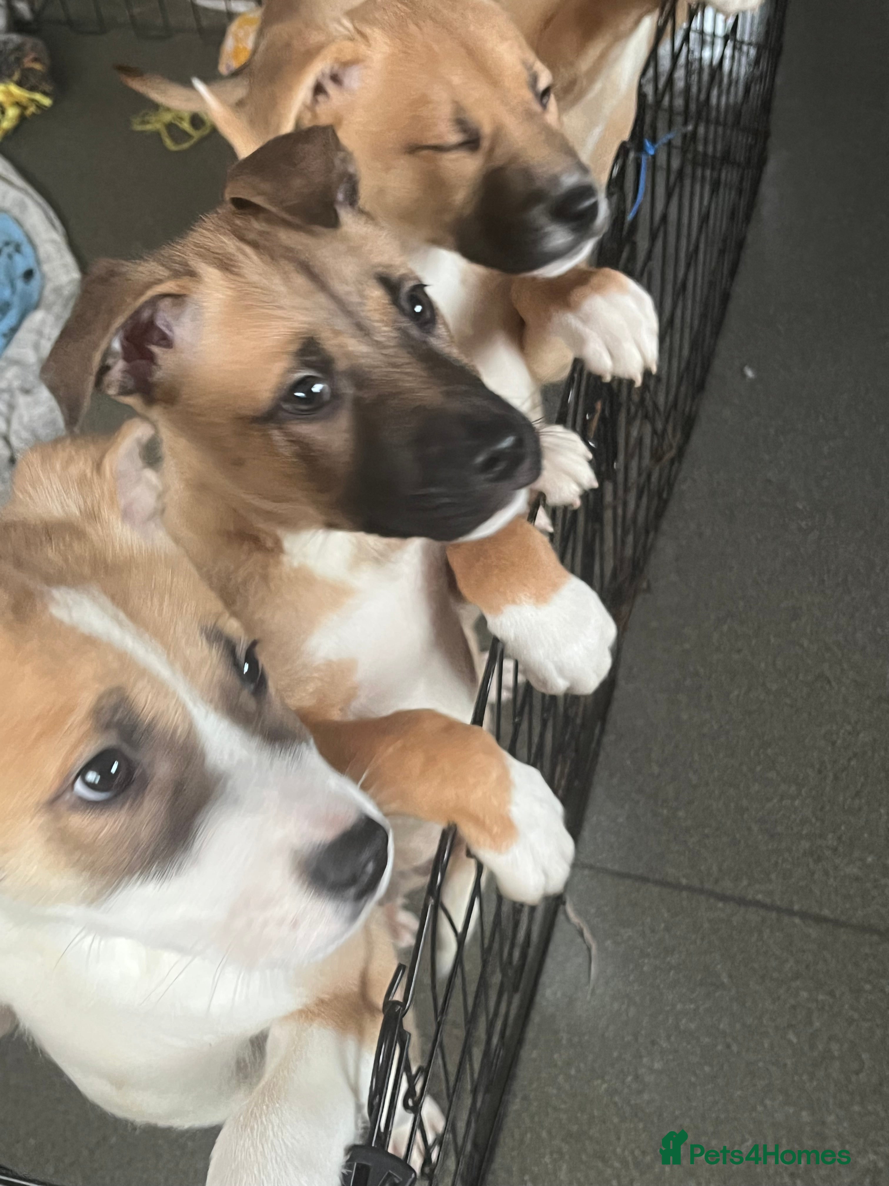 Mixed Breed dogs 5 beautiful pups remaining 🩷💙 - Advert 2