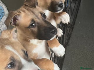 Mixed Breed dogs 5 beautiful pups remaining 🩷💙 - Advert 2