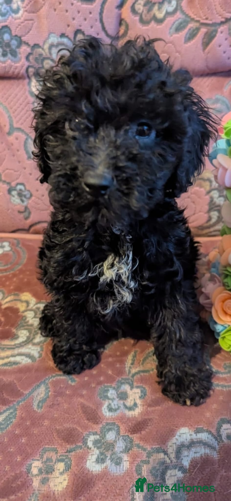 Labradoodle dogs labdoos - Advert 17