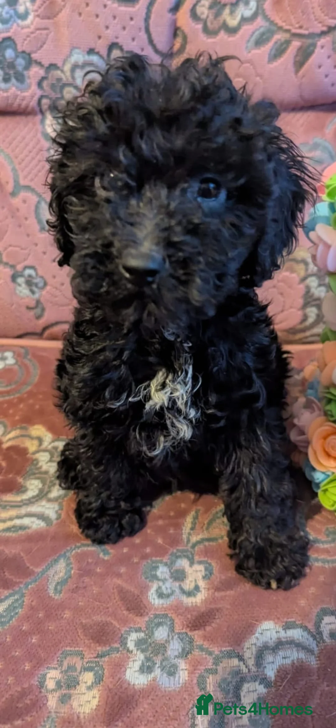 Labradoodle dogs for sale: labdoos - Advert 1
