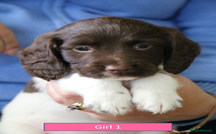 English Springer Spaniel dogs - Advert 2