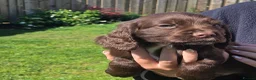 Cocker Spaniel dogs for sale: Cocker Spaniel Puppies in Launceston - Advert 11