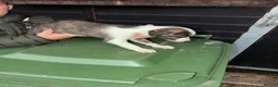 Mixed Breed dogs for sale: Collie whippet Bedlington greyhound puppies in Blackburn - Advert 6