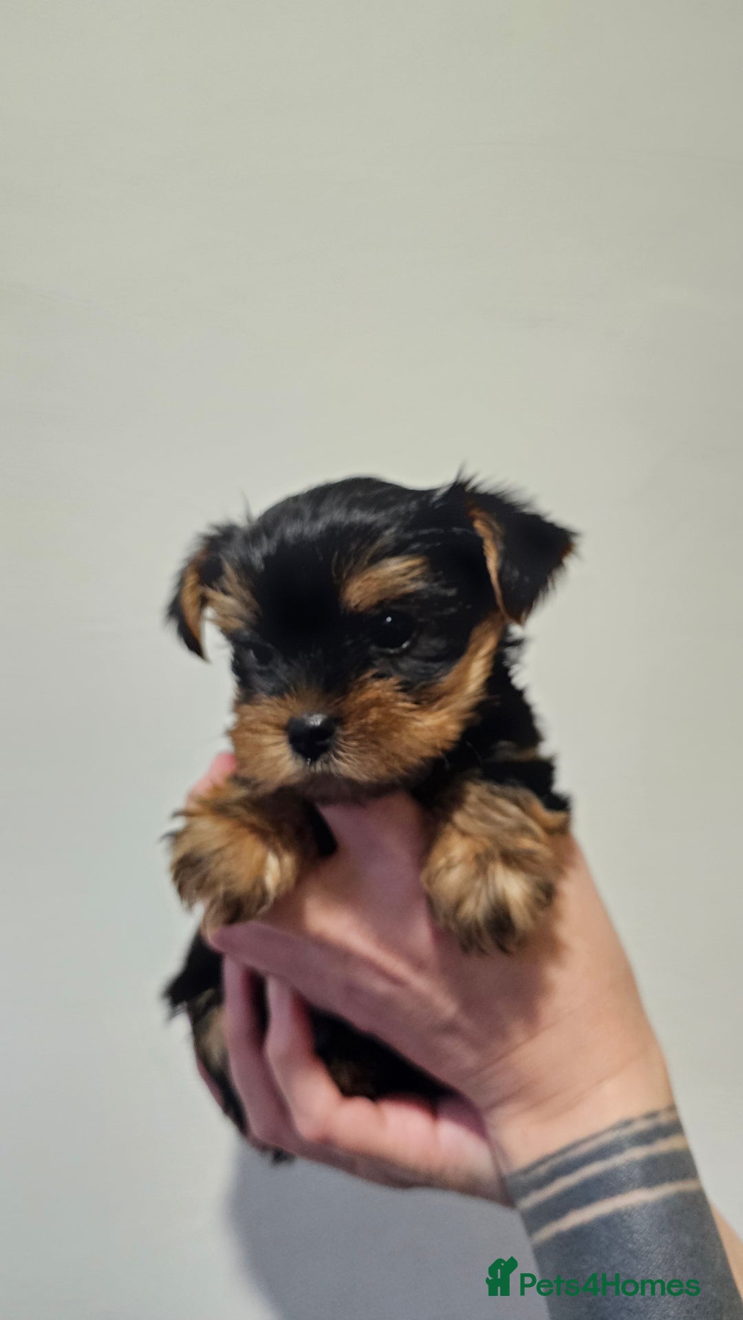 Yorkshire Terrier dogs for sale: 1 Male , Miniature Yorkshire  in Manchester - Image 5