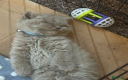 British Shorthair cats for sale: British Shothair Lilac - Image 4