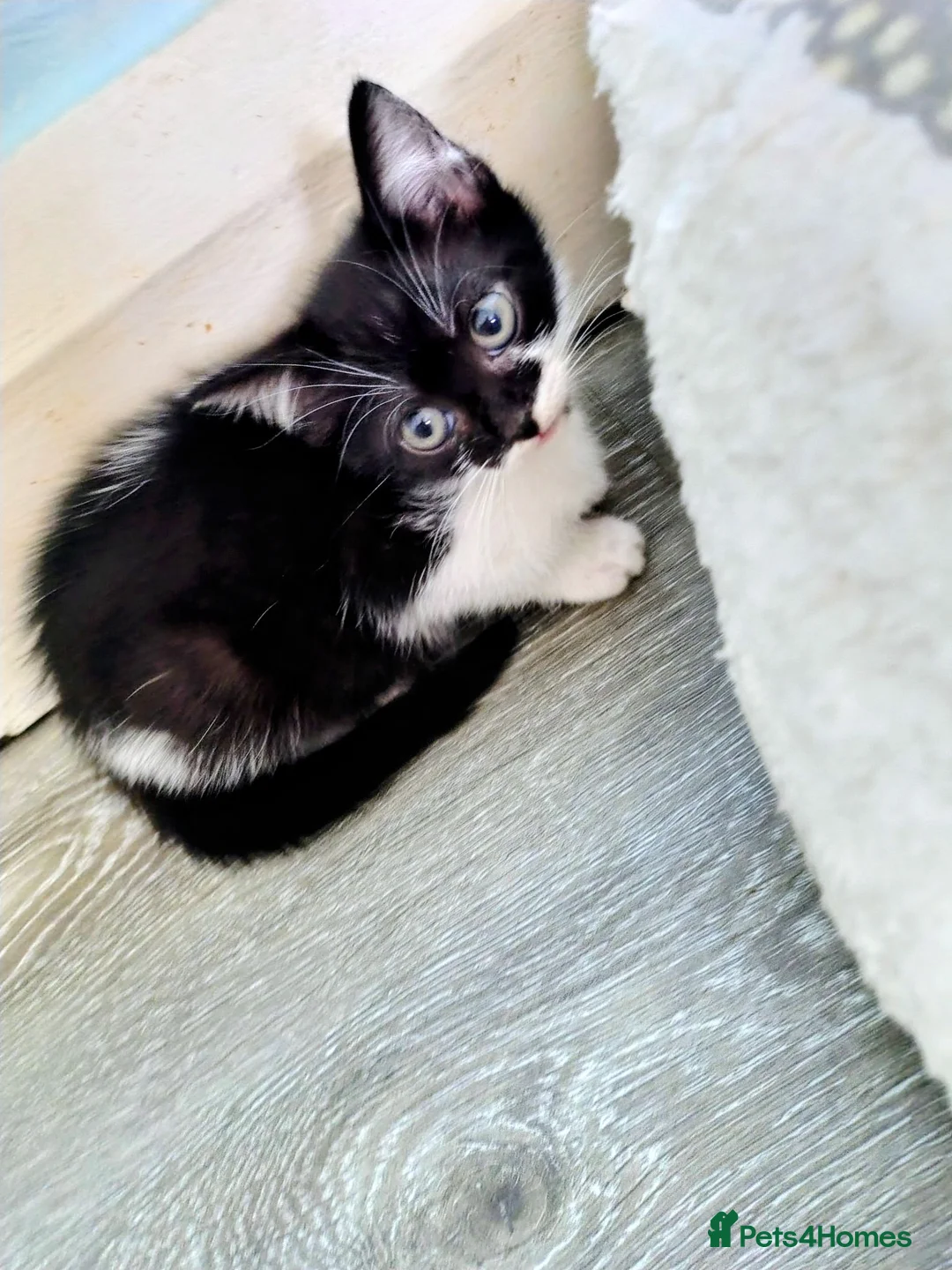 British Shorthair cats for sale: Kitten Ready Now - Advert 1