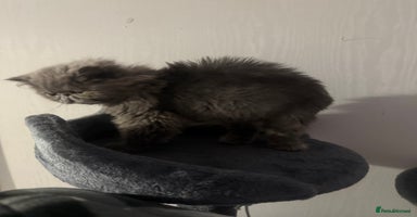 Persian cats - Advert 14