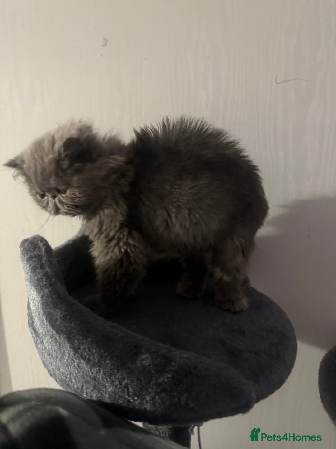 Persian cats for sale: Persian Cat for Sale 🐾 - Image 3
