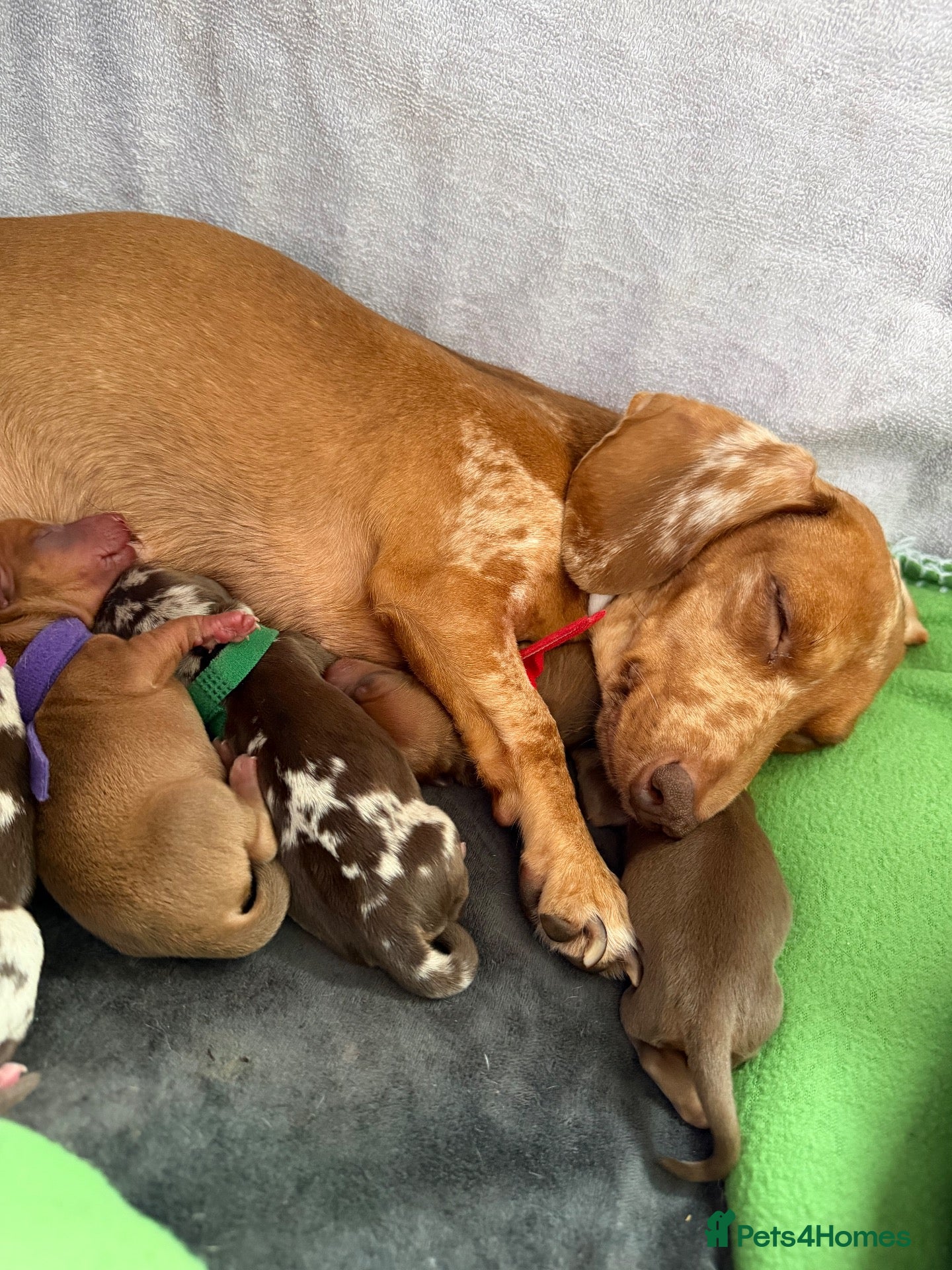 Miniature Dachshund dogs KC Reg Quality Miniature Dachshunds  - Advert 1