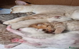 British Shorthair cats for sale: GOLDEN TABBY & COLOURPOINT BSH KITTENS - Image 10