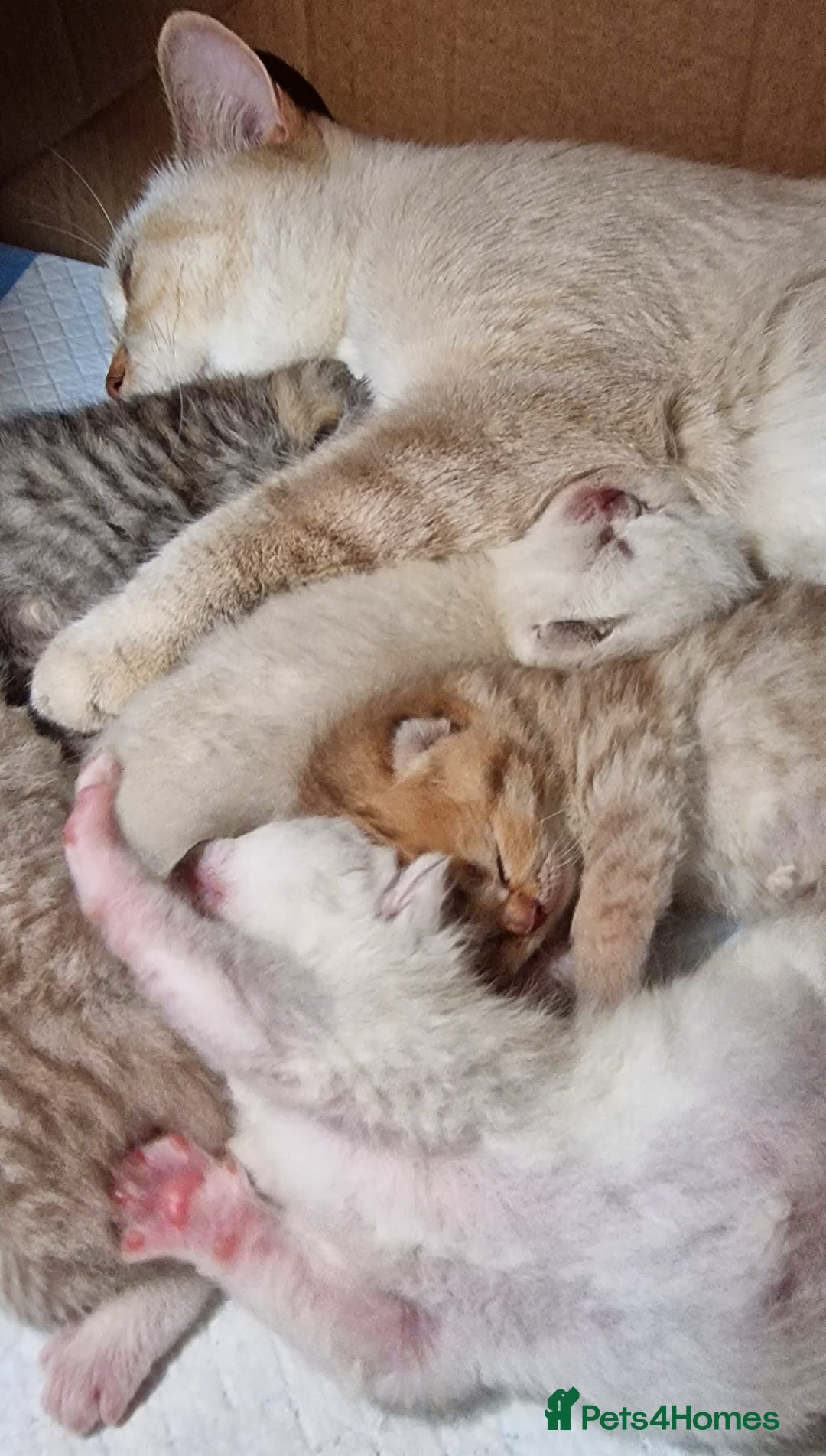 British Shorthair cats for sale: GOLDEN TABBY & COLOURPOINT BSH KITTENS - Image 10