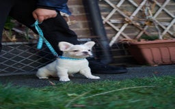 French Bulldog dogs for sale: Fluffy French bulldogs pending pink & testable  - Image 14