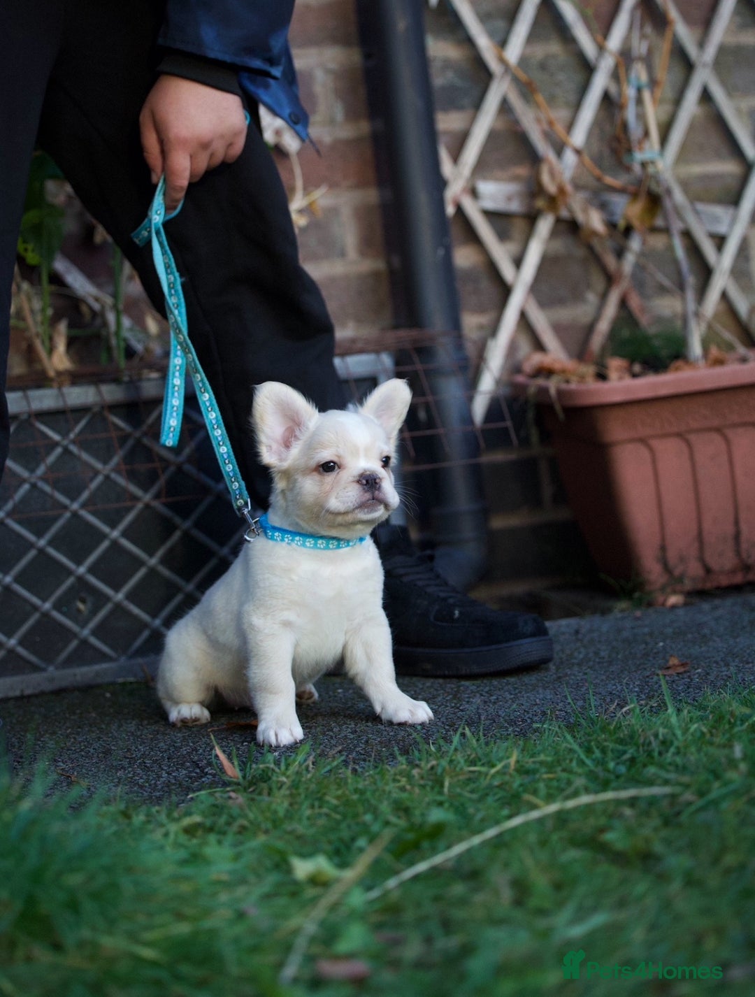 French Bulldog dogs for sale: Fluffy French bulldogs pending pink & testable  - Image 14
