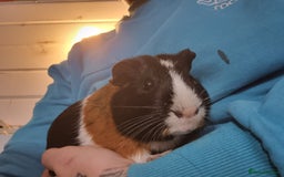 Guinea Pig rodents for sale: Pair of Male Guinea Pigs  - Image 7
