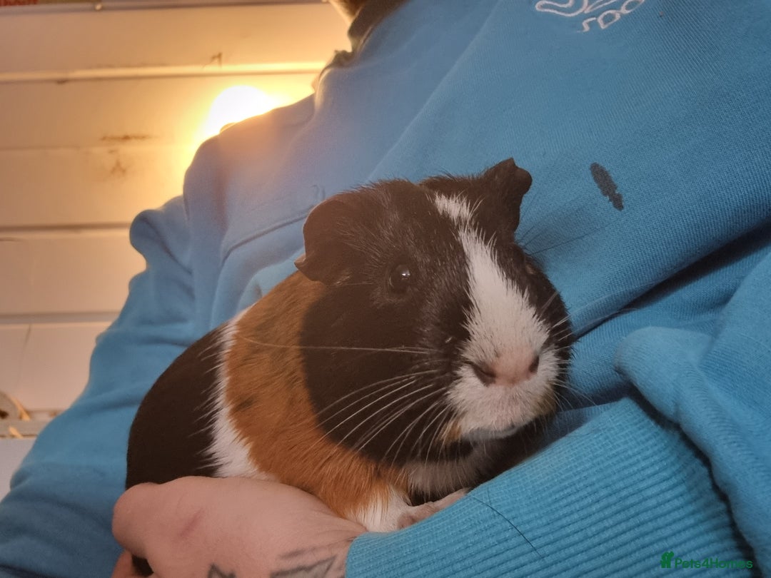 Guinea Pig rodents for sale: Pair of Male Guinea Pigs  - Image 7