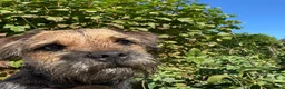 Border Terrier dogs for sale: Border Terrier Male  - Advert 2