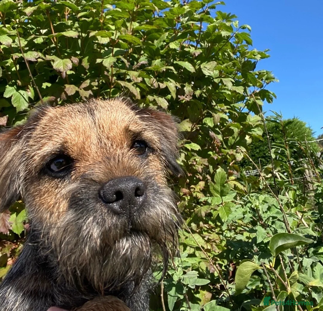 Border Terrier dogs for sale: Border Terrier Male  - Advert 2