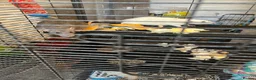 Rat rodents for sale: Paw hut cage + 4 female rats for sale - Advert 3