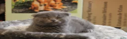 British Shorthair cats for sale: Cute babies ready for their new 🏠🐱🥰 - Advert 31