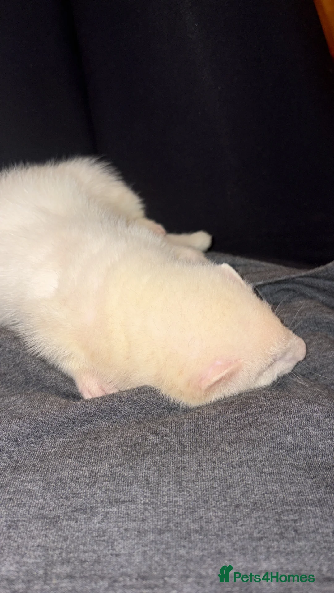 Ferret rodents for sale: Younger ferret wanted  in Saint Helens - Advert 2