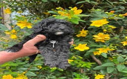 Miniature Poodle dogs for sale: KC Activity registered miniature poodles - Image 13