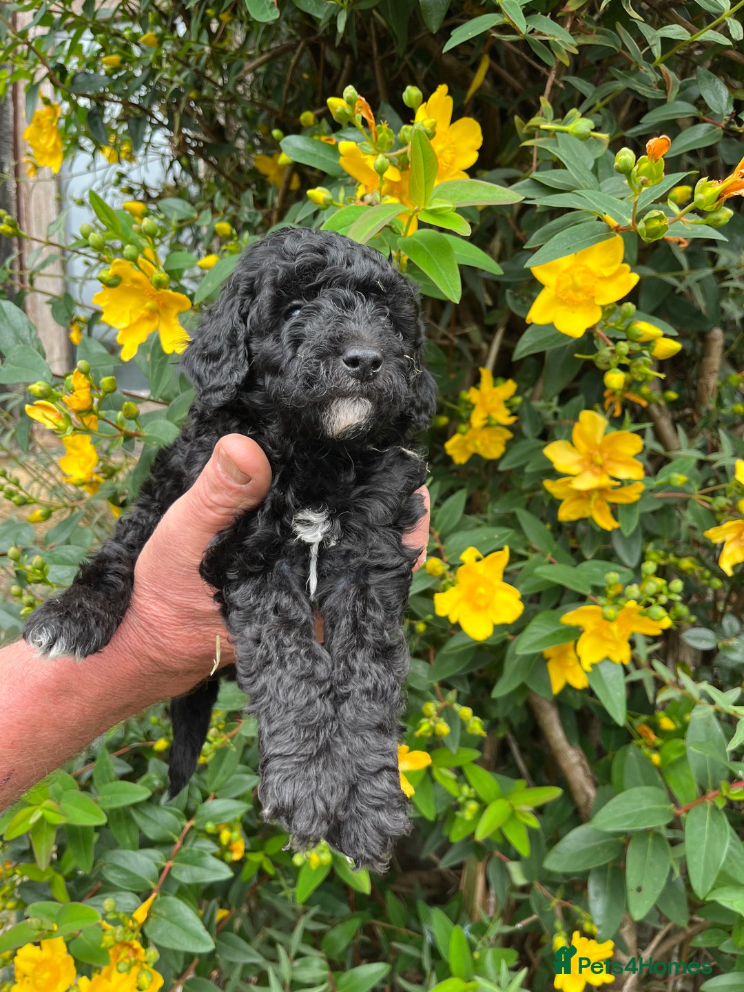 Miniature Poodle dogs for sale: KC Activity registered miniature poodles - Image 13