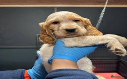 Cocker Spaniel dogs for sale: 🔥⚡️🐕Cocker spaniel 🌟🔥puppies 🐶  - Image 8