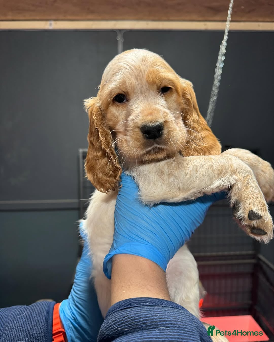 Cocker Spaniel dogs for sale: 🔥⚡️🐕Cocker spaniel 🌟🔥puppies 🐶  - Image 8