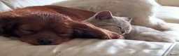Cavalier King Charles Spaniel dogs for sale: Very Happy Cavalier King Charles  - Advert 9